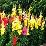 C. Gura leului (Antirrhinum majus)